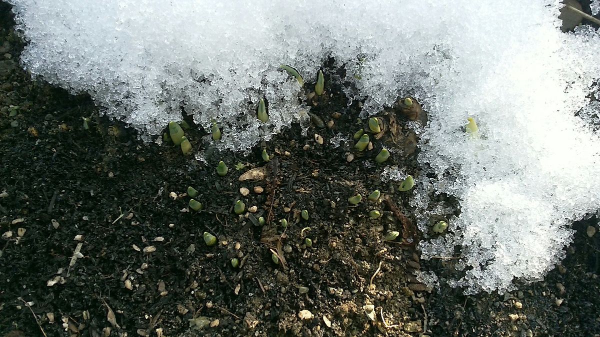 気温は低いのですが、ここのところ日中は天気が良いので、 日の当たる所だけ先月の雪