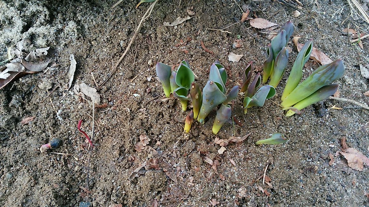 チューリップの左の赤い芽は、種から出た芍薬の芽でしょうか？  その隣に芍薬の種を乗