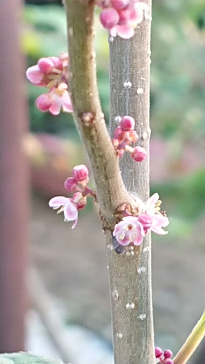 ウメモドキの写真 by ゆづ ウメモドキのお花が咲いていました。  本当に梅のお花のよ