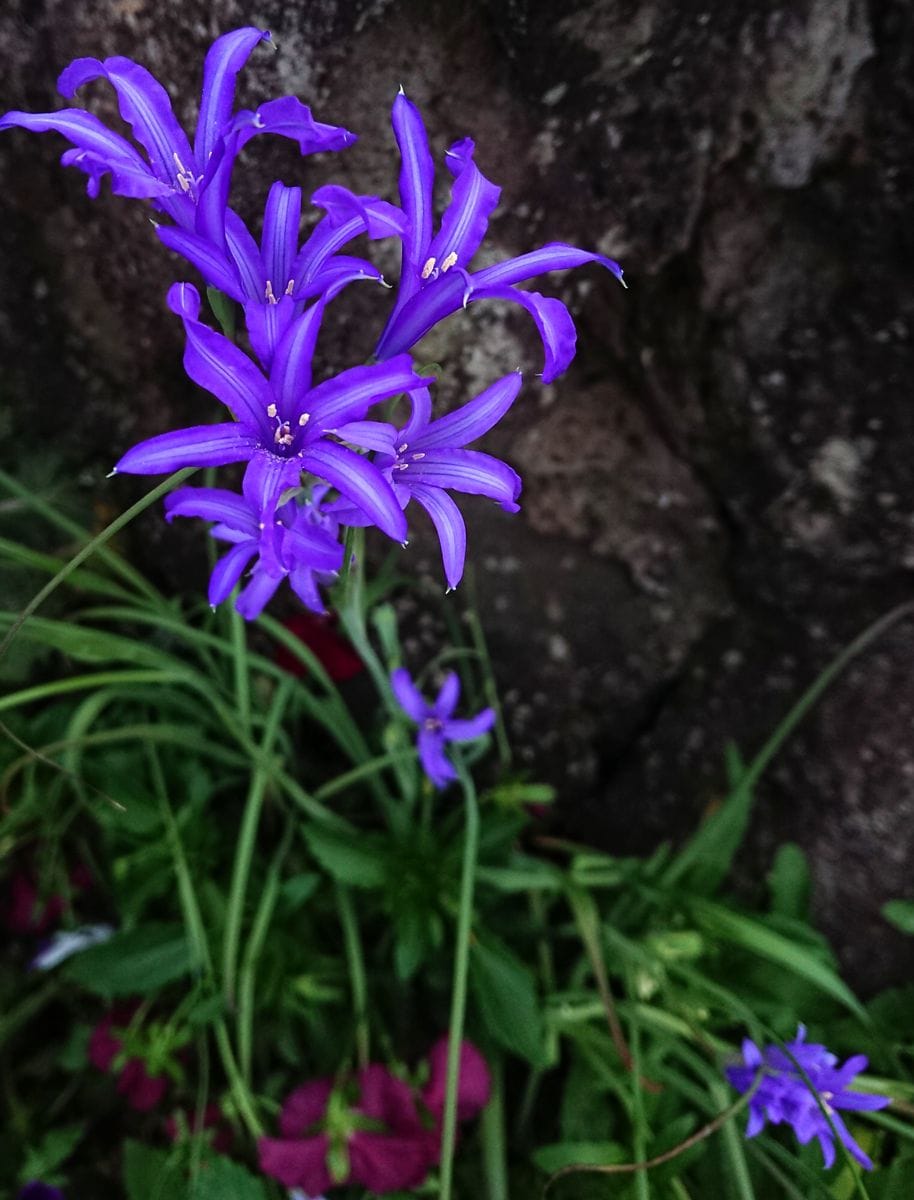 イキシオリリオン 咲きました💙