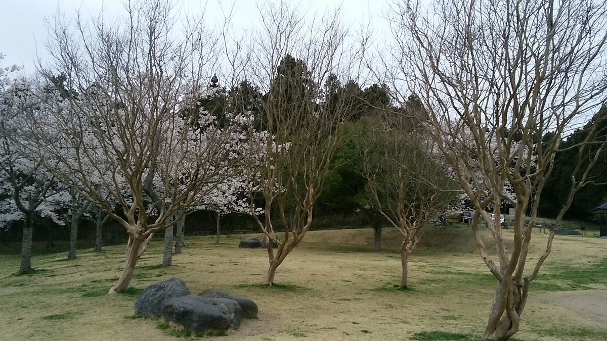 桜とサルスベリの木