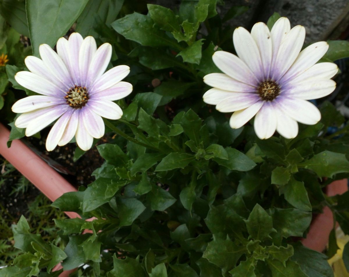 ディモルフォセカの写真 by トム・マグノリア 新たに開花し始めた可愛らしい色合いの