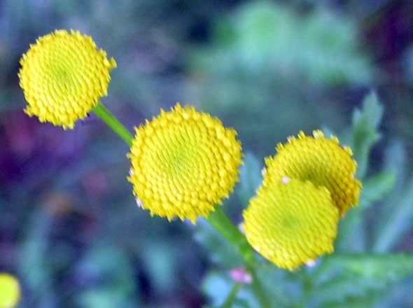 タンジーの写真 by CP タンジー（Tanacetum vulgare、芬：Pietaryrtti）、蟻や虫除け