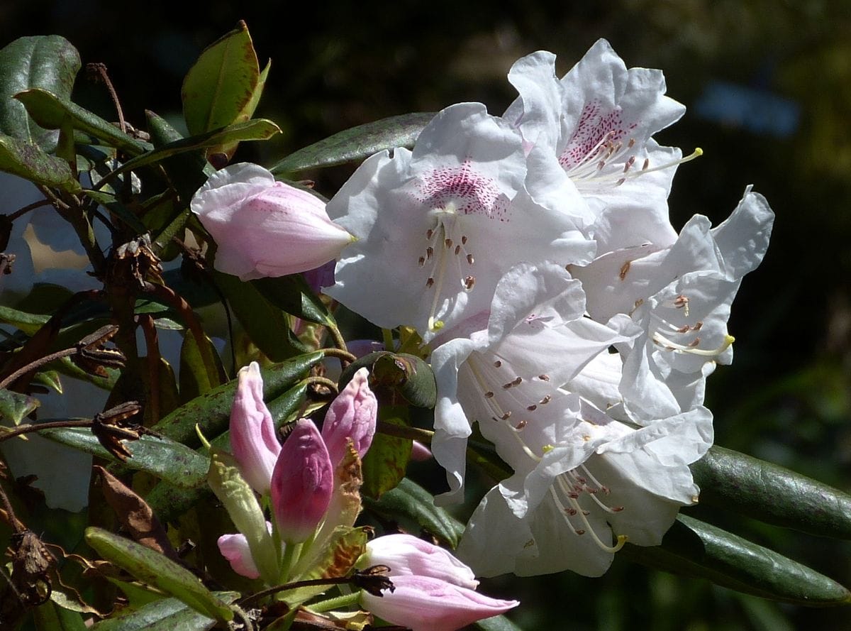 写真撮影の最後に石楠花の花が一株咲いていました。