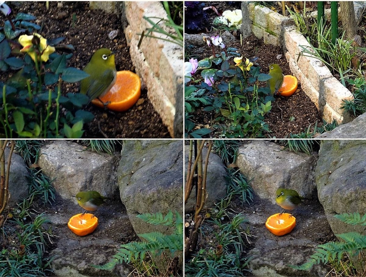 📷欲を這って小さい花壇の土の上・その下小さな階段にそれぞれ🍊ミカンを置いて見ればや