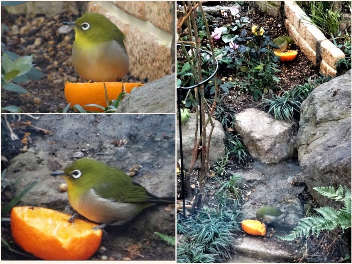 📷最初の２羽は🐦メジロさんキョロキョロしながら２か所の🍊ミカンの側へ...📷右：🍊ミカン