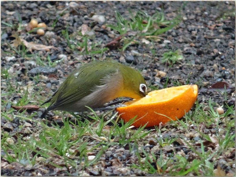 雨に濡れても夢中なメジロくん...今ミカンを食べる事で忙しい