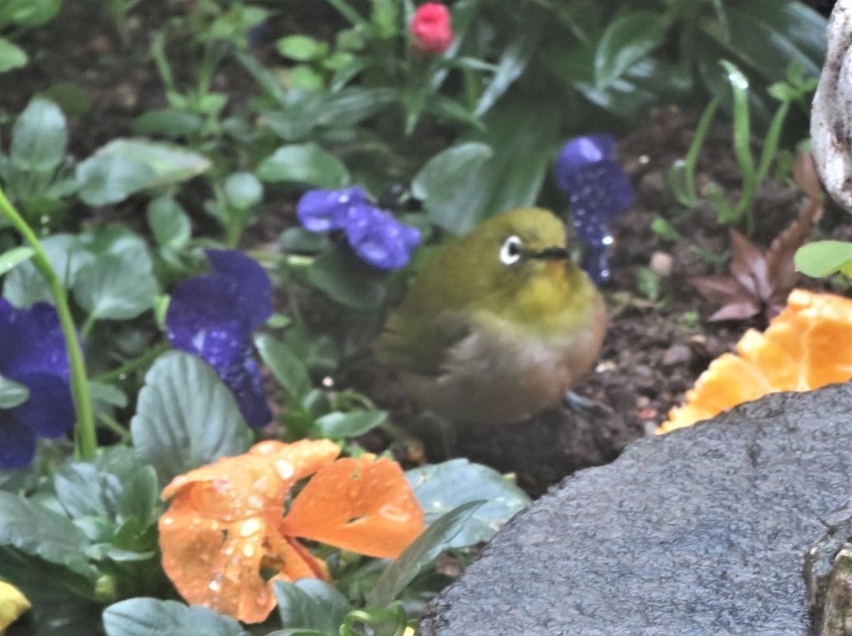 3⃣📷パンジービオラの花壇に落とされた🍊ミカンの側で、こちらを見つめる🐦メジロくん