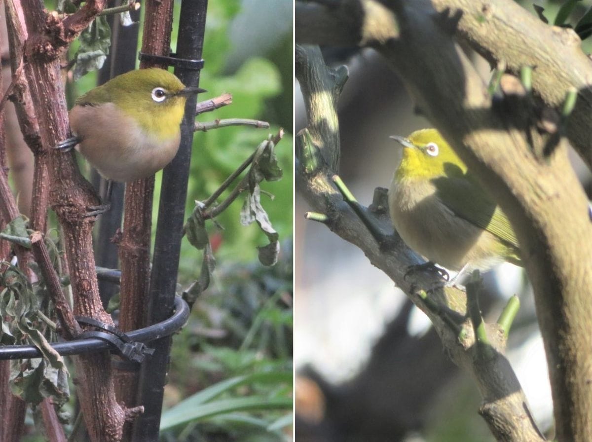 📷庭先では常連のメジロくんが、ルリマツリの枝や、カボスの木に止まっては、すっかり