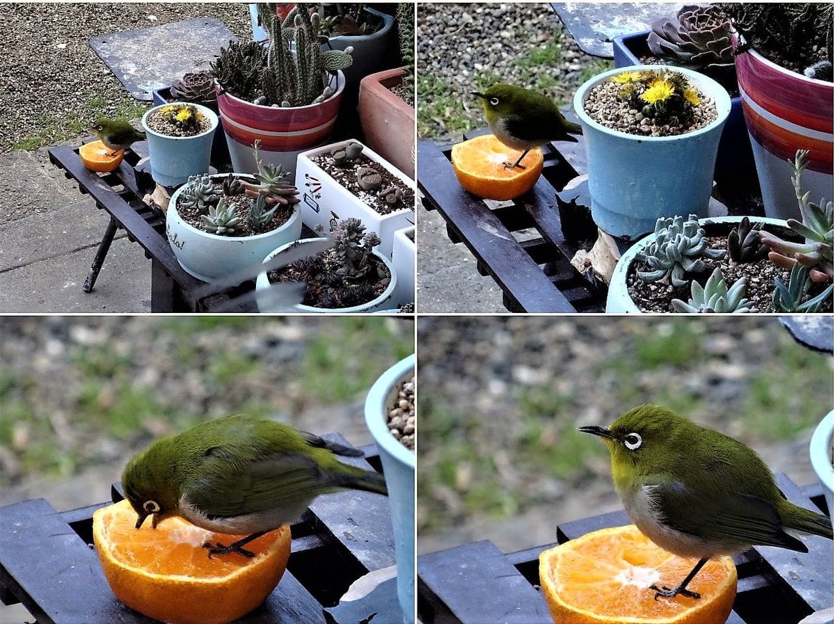 📷最も近い多肉・サボテン置き場に繰り返しやって来る🐦メジロが今日の🍊ミカンは甘かっ