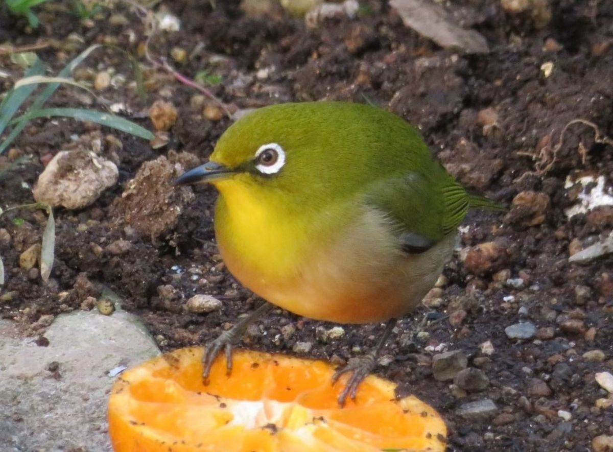 2021/01/281⃣📷庭先でミカンを食べている🐦メジロくん...🔶毎日やって来て🍊ミカンを食べ