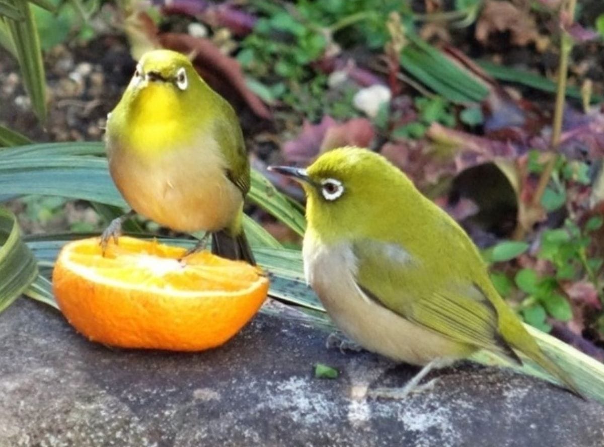 1⃣📷岩石の上に置いた🍊ミカンを前に、番いの🐦メジロくんの姿...🔶撮られる様子を窺がう🐦