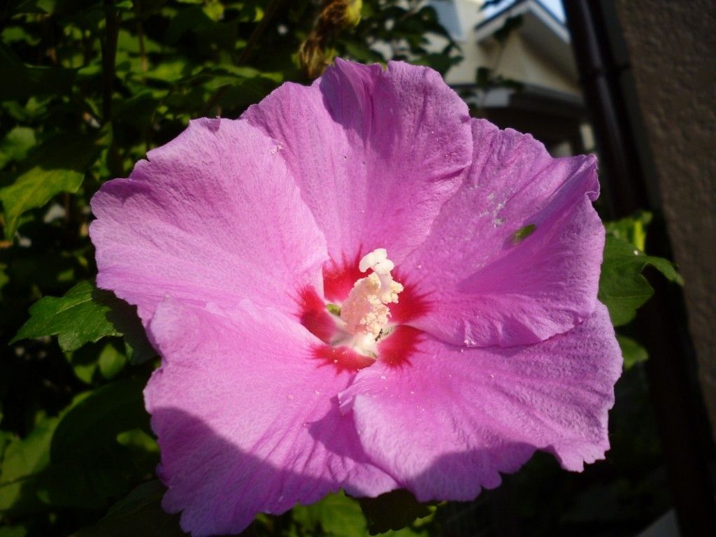 ムクゲの写真 by 野いばら ムクゲ ピンクのきれいな花です。