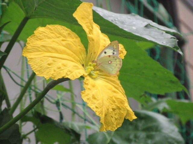 ナーベラー（ヘチマ）の写真 by つるもの好き 雨なのにご苦労様です。❤