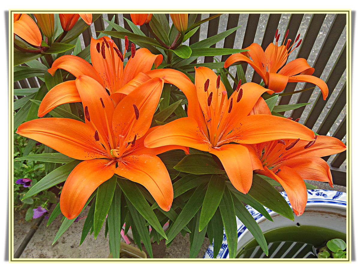 オレンジ色のユリの花びらスカシユリ系 ユリ 百合 梅雨から夏へ咲く花 のアルバム みんなの趣味の園芸