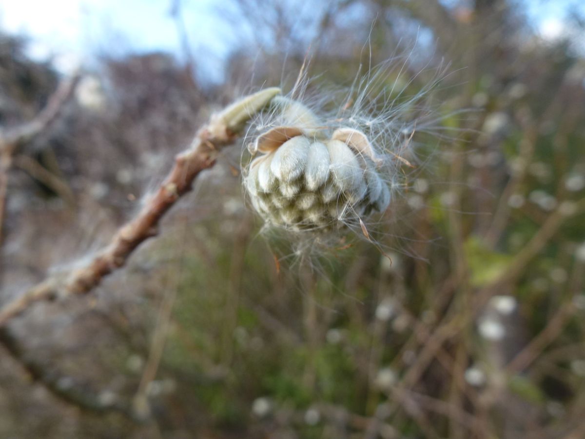 ミツマタの写真 by 夏蜜柑 ミツマタの蕾（ジンチョウゲ科ミツマタ属、1/27宇治市植物