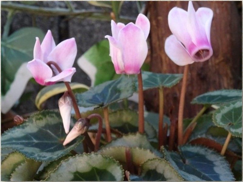 ミニシクラメンの花拡大撮り