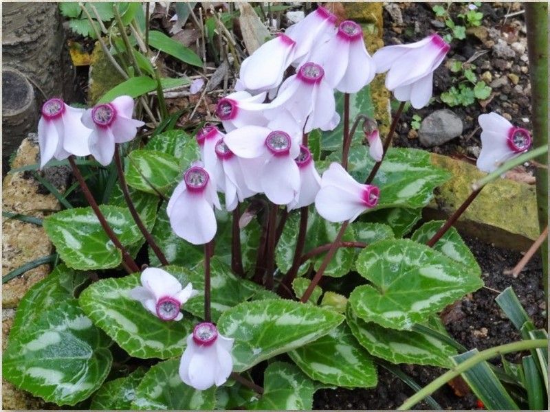 ミニシクラメンの花拡大撮り