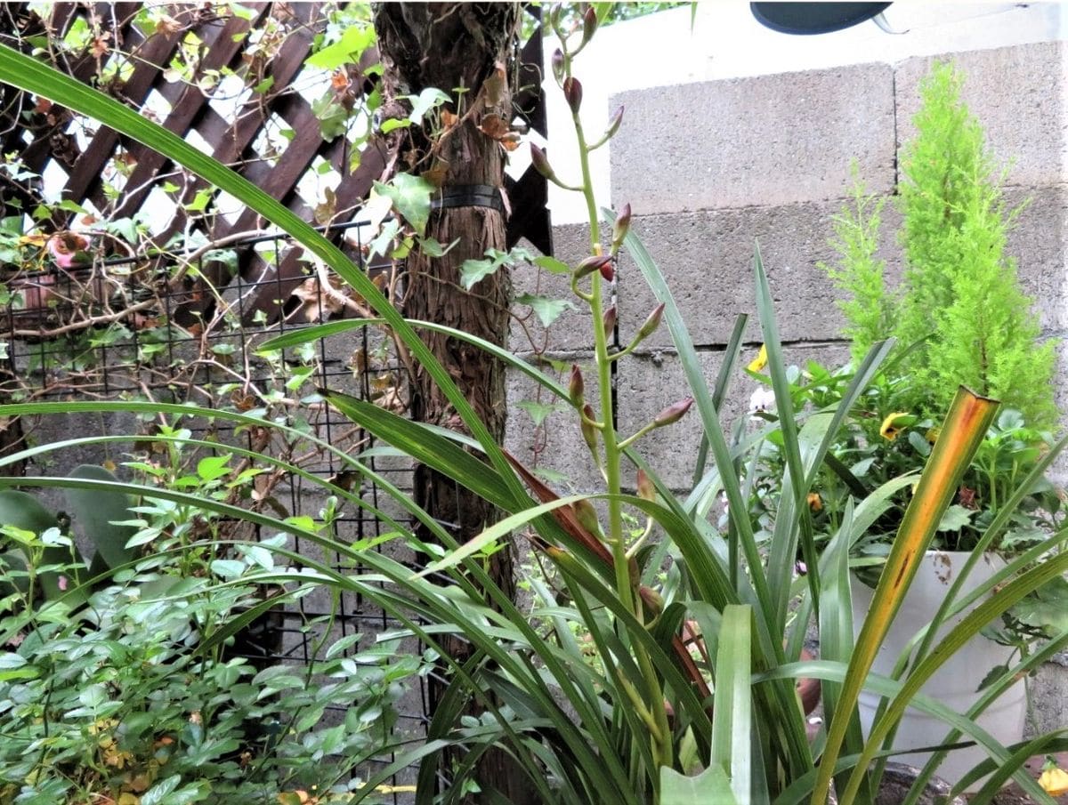 2⃣📷小さな子株の鉢植えに、シンビジウムの花の蕾が出来ている...早々庭先に置いて、花