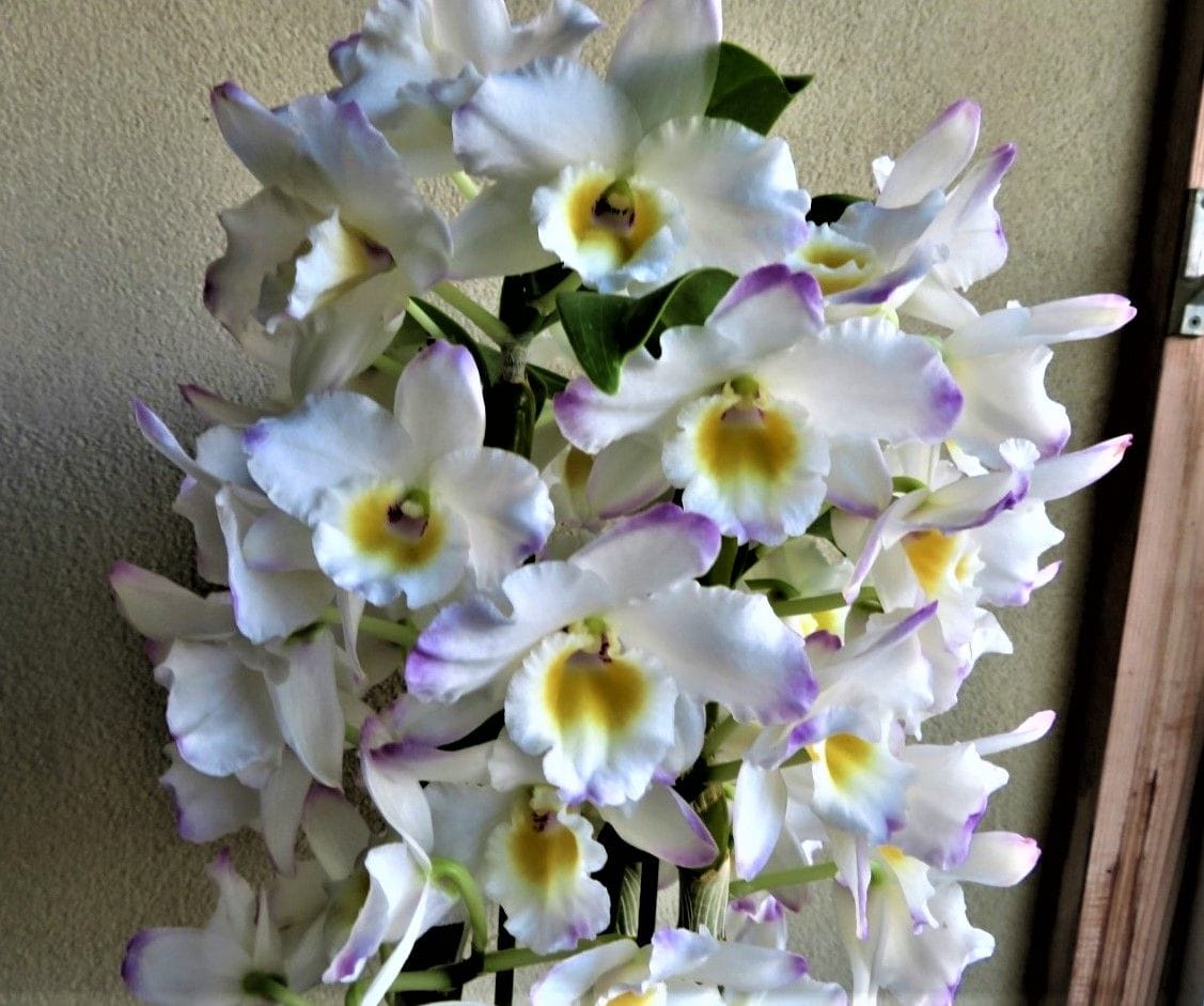 1⃣ 📷デンドロビウム(学名Dendrobium)ラン科セッコク属の仲間ホワイト ラビット サクラ