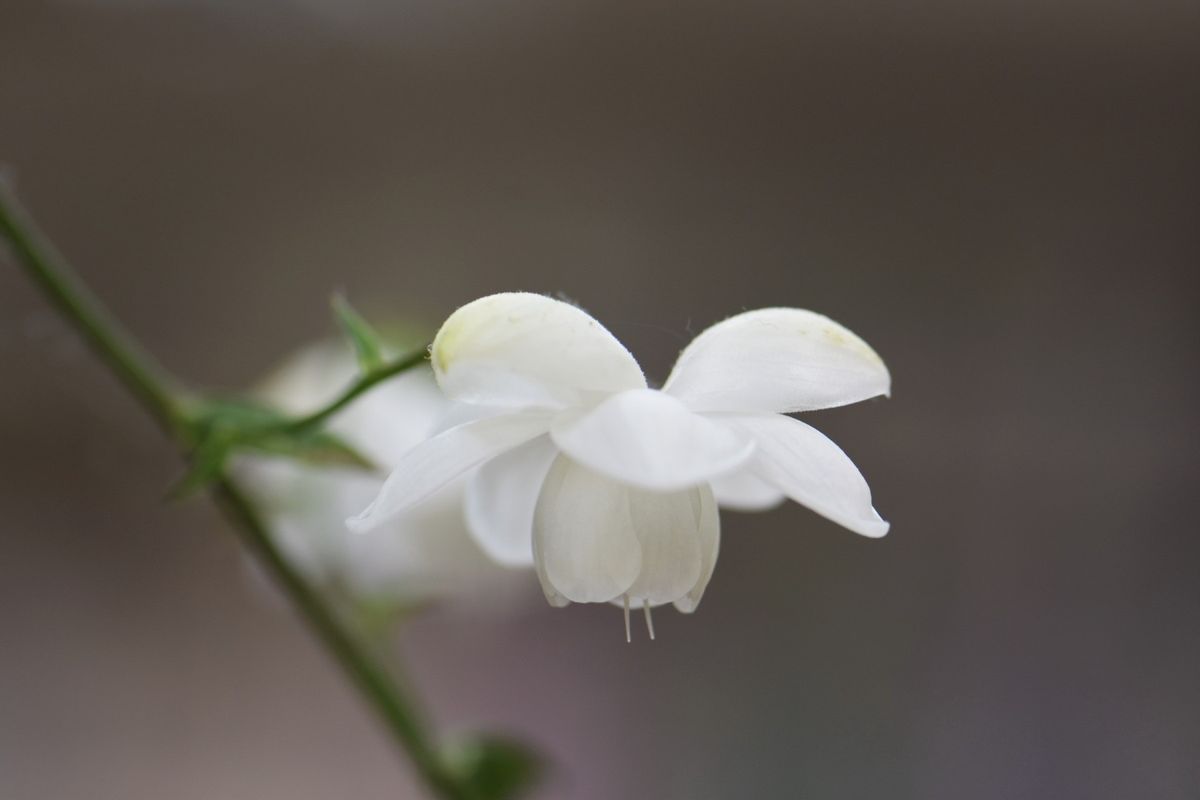 レンゲショウマの写真 by ダリアクミコ 御嶽神社の茶屋で出会えた白花レンゲショウマ