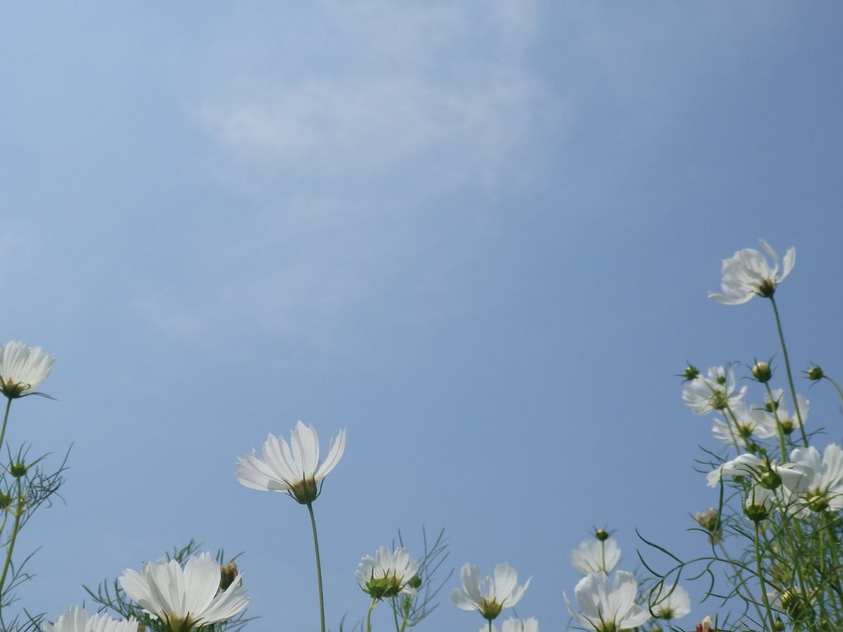 青い空  白いコスモス