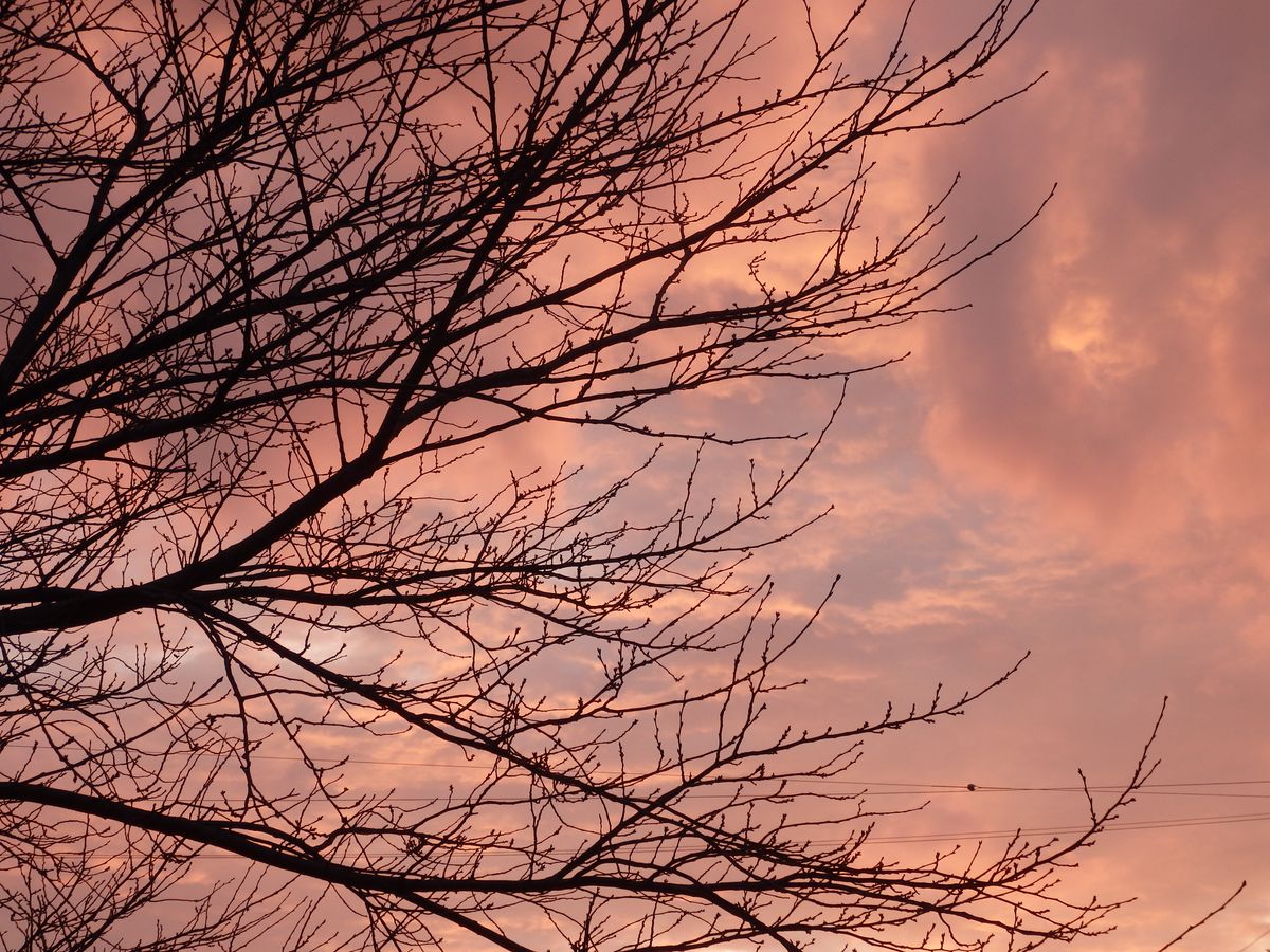 さくら 桜色