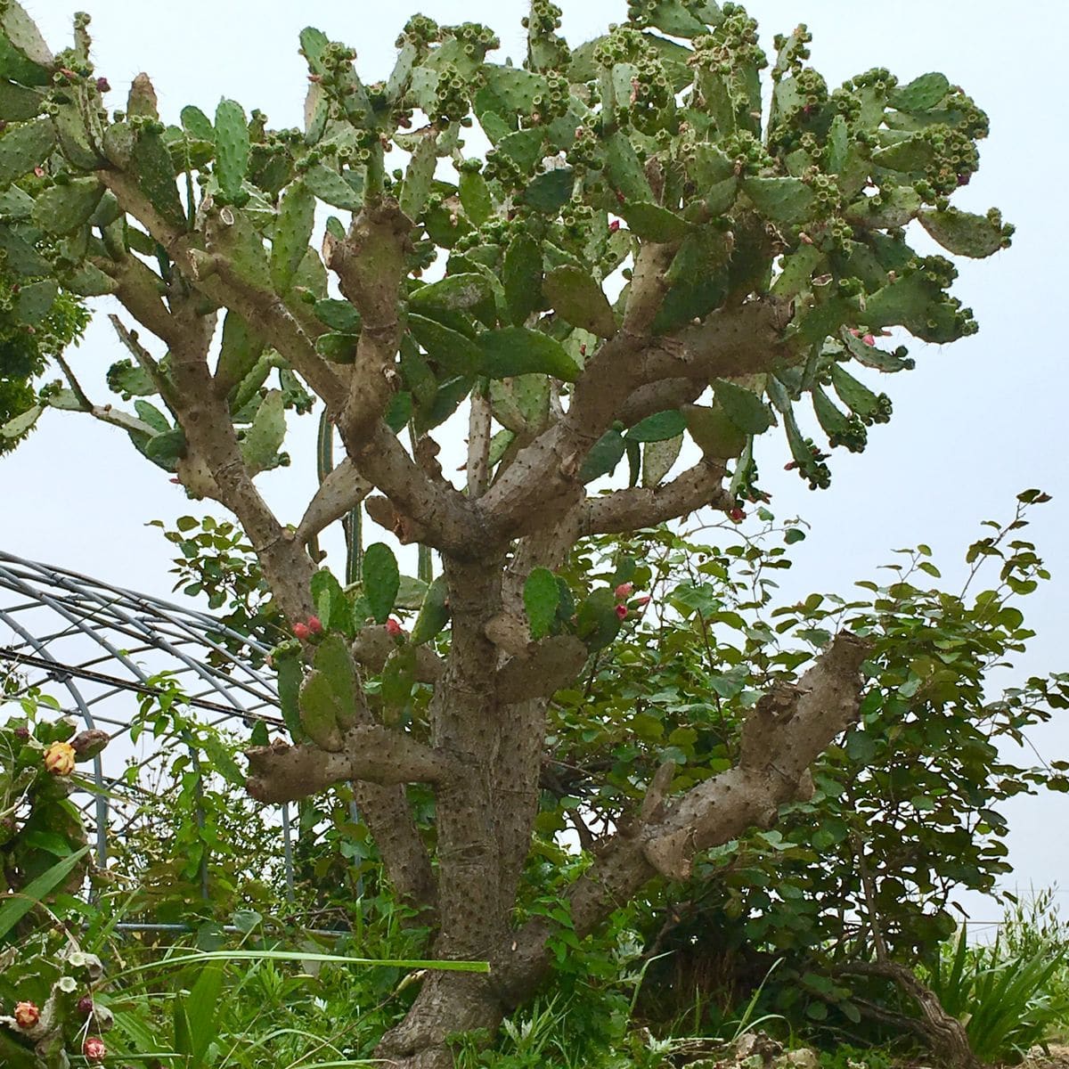 ウチワサボテン 木質化 枯木化