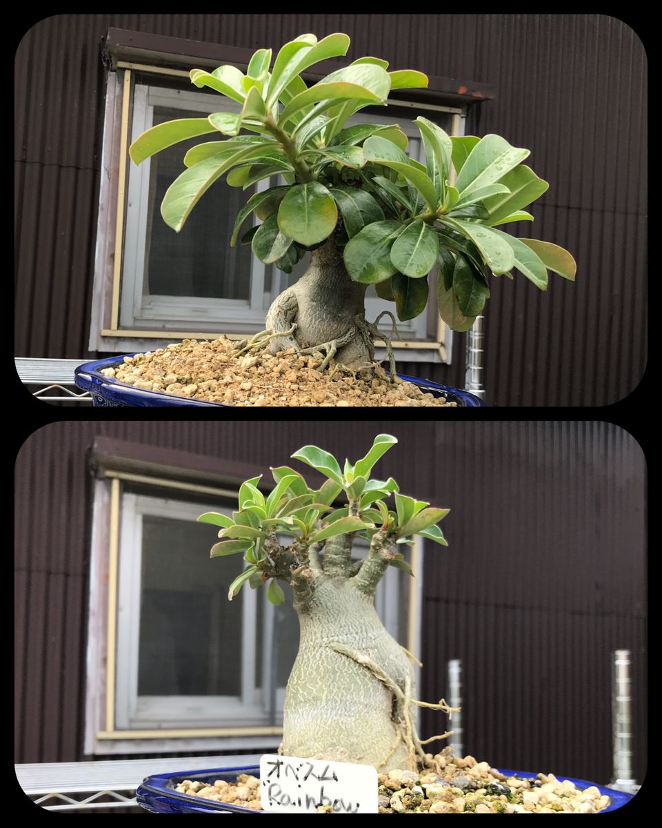 今年の植え替えから4ヶ月過ぎました❣️  台風19号を避難させて、翌日の晴天でこの写真