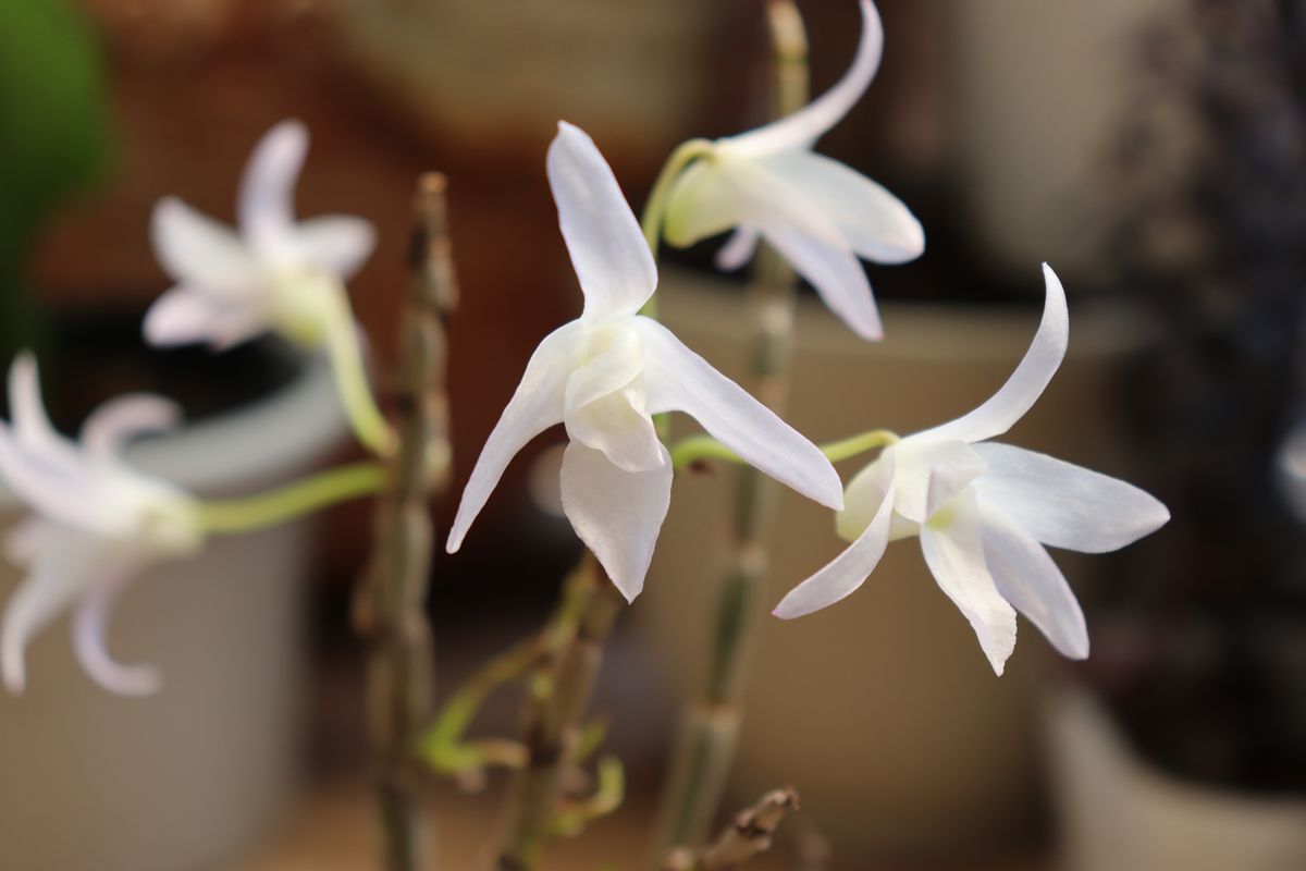 セッコク(Dendrobium moniliforme) ラン科 セッコク属(デンドロビウム属) 昨年に引き