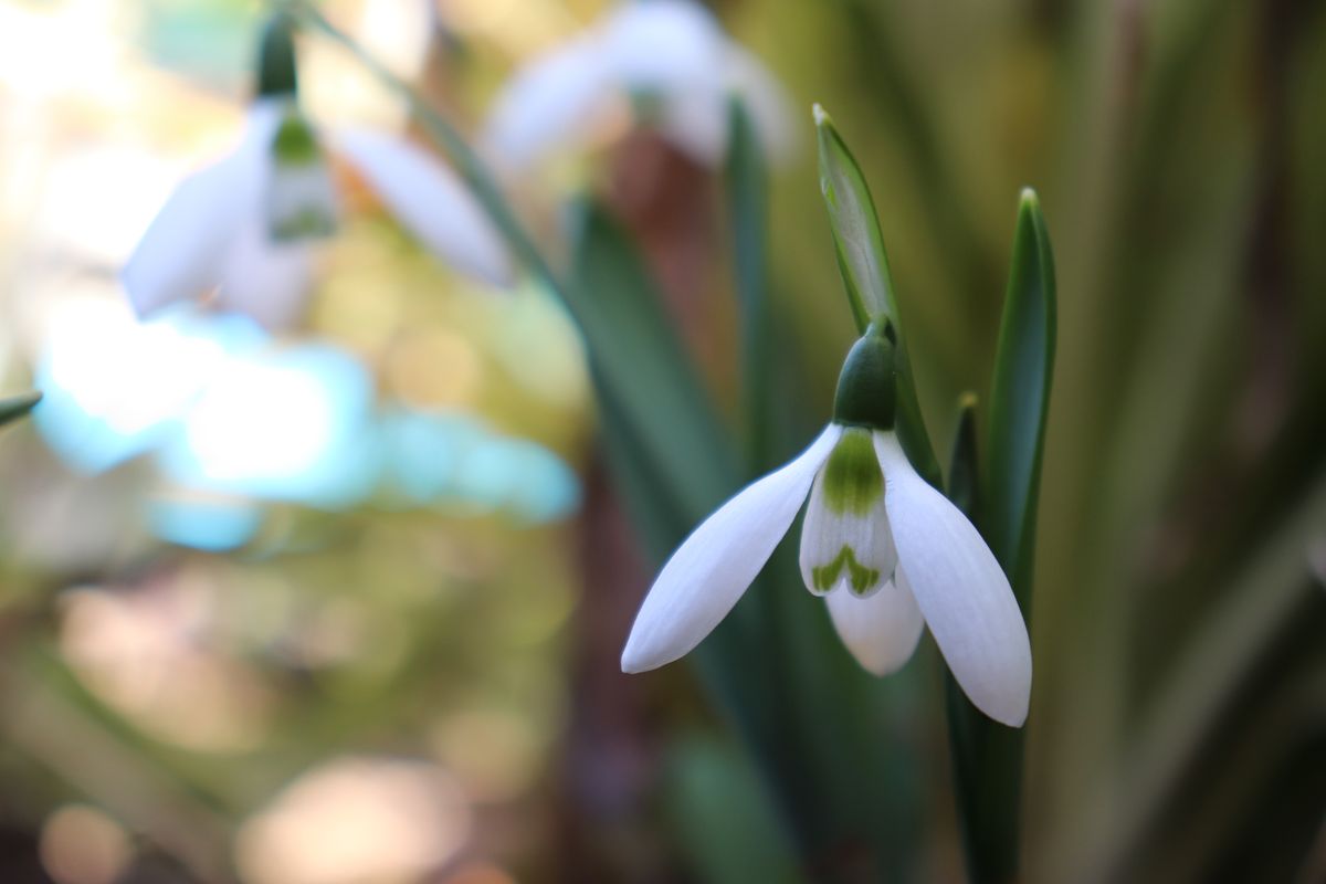 スノードロップ snowdrop 学名 Galanthus ヒガンバナ科ガランサス属 東ヨーロッパ 学