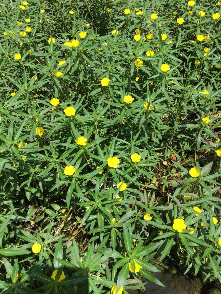 水金梅でしょうか！びわ湖、浜大津の小さな小川に群生してました。近ずいて、写真を撮