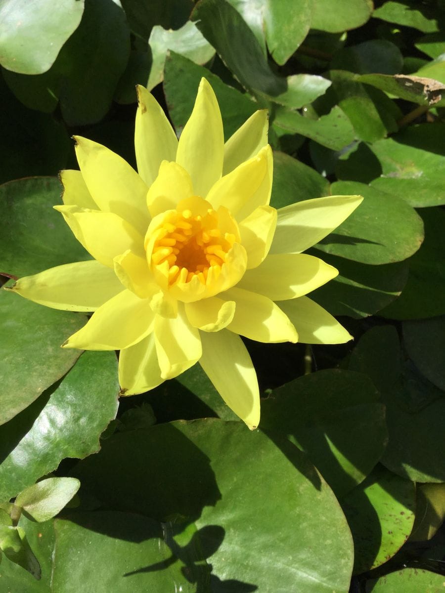 これも、札幌の植物園でのワンショットです。