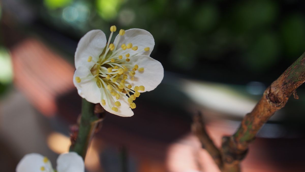 下賀茂神社で頂いた梅の枝ですが、開花しました。北野天満宮の萬燈梅（北野の梅枝）は