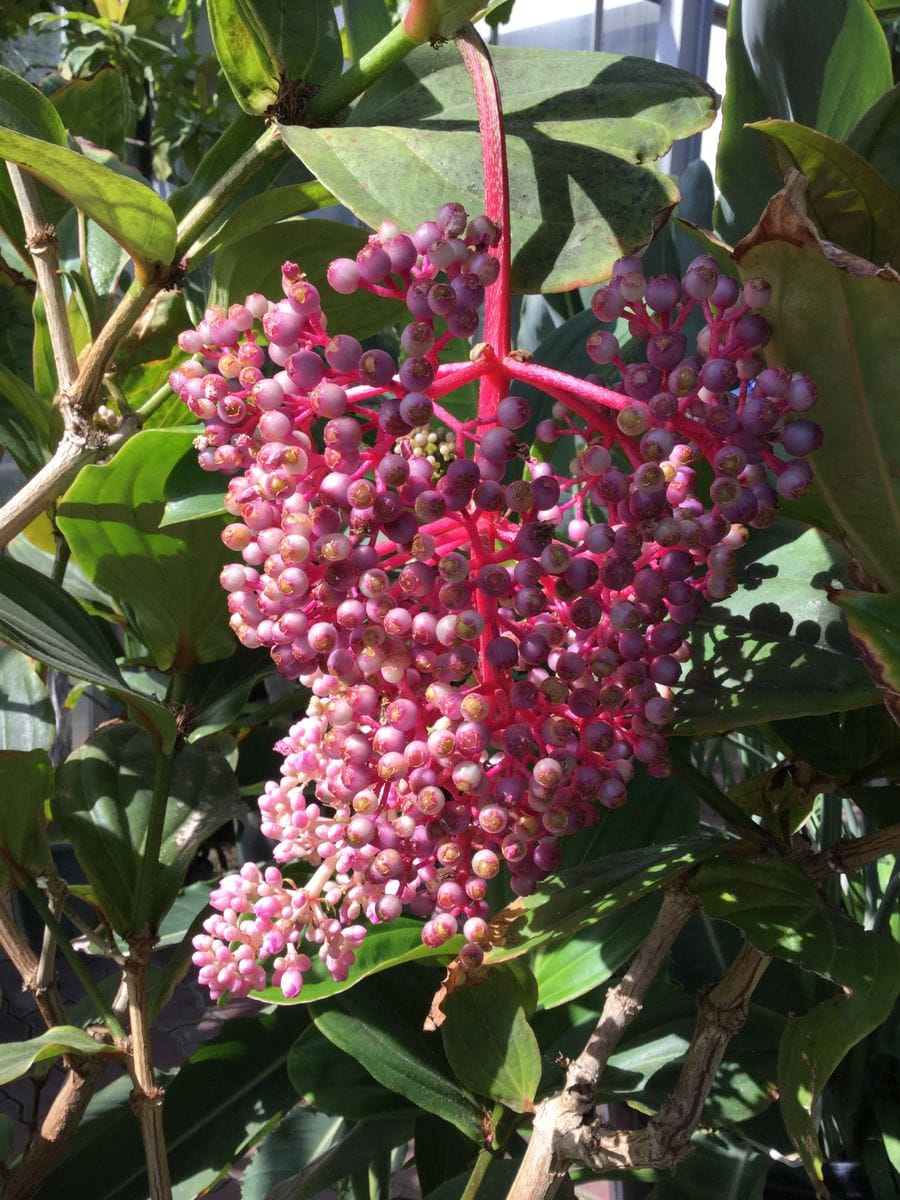 ジャワのノボタンの一種のようです。札幌、植物園にて！