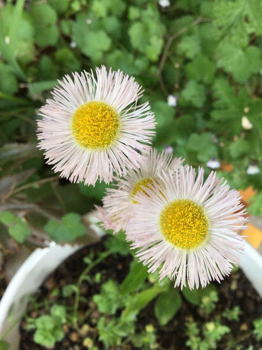 春の野草も、近くでみれば、結構、綺麗ですね。ハルジオンのようです。