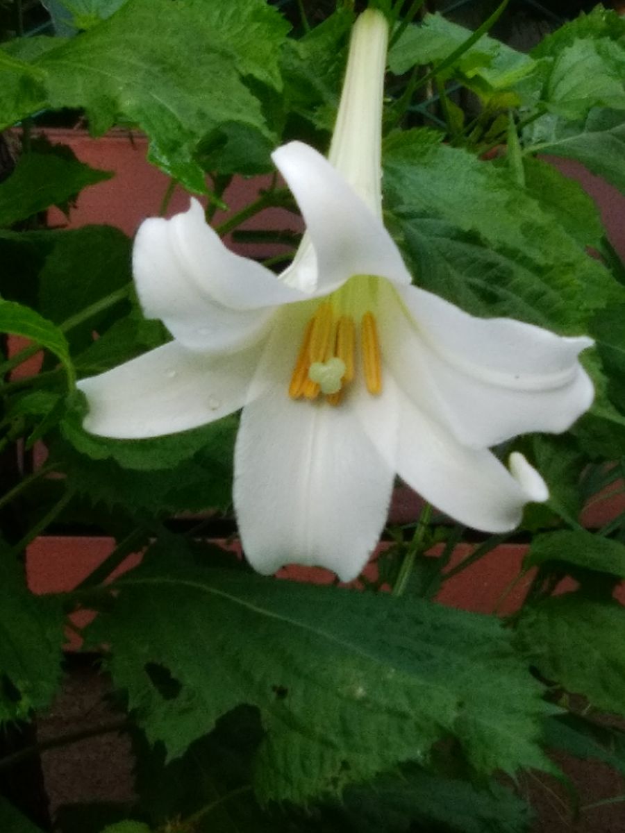 「高砂百合」20190829  道の脇に咲く花が綺麗でした