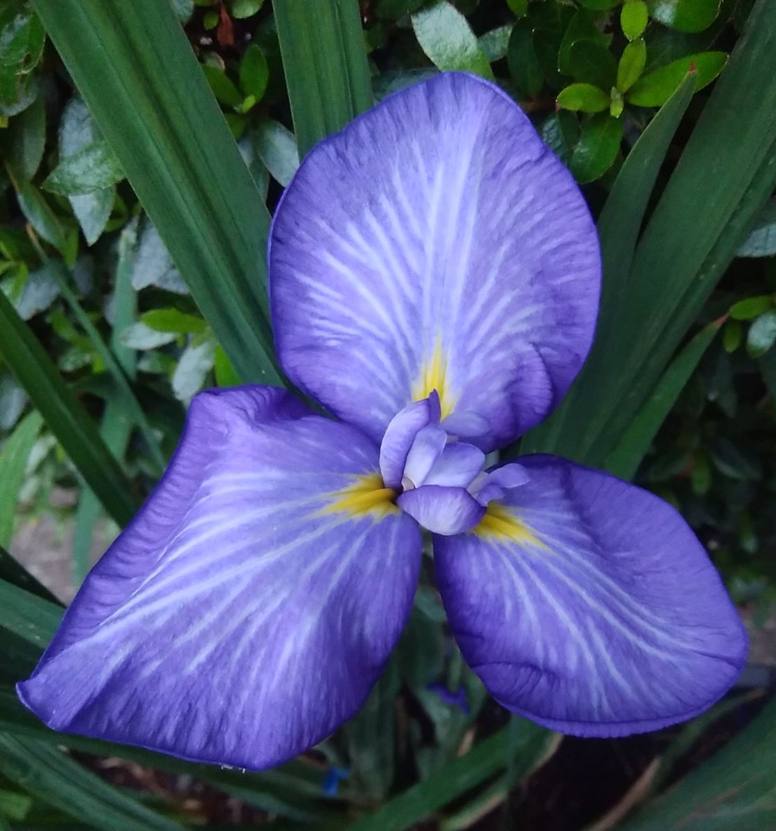 「今日の花菖蒲（真上から）」20190616  花菖蒲（三河八橋）が綺麗に咲きました