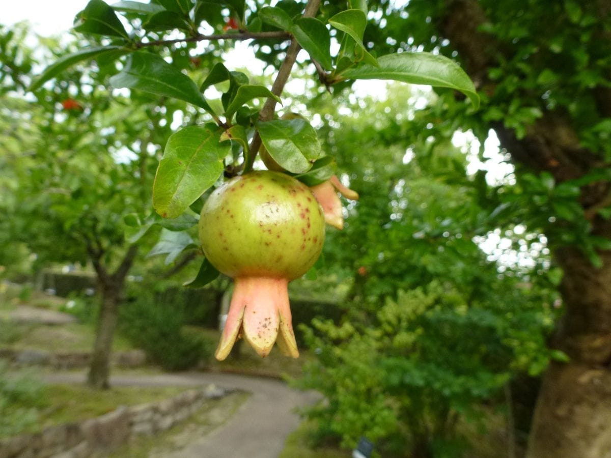 ザクロの写真 by 夏蜜柑 ザクロ（7/8 宇治市植物公園） ミソハギ科ザクロ属。 この間