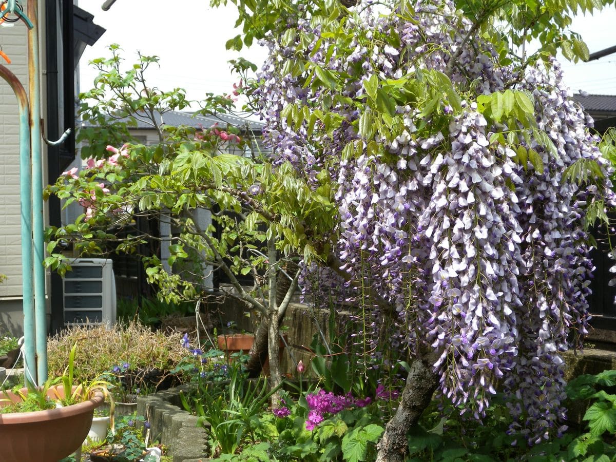 父の形見の花達