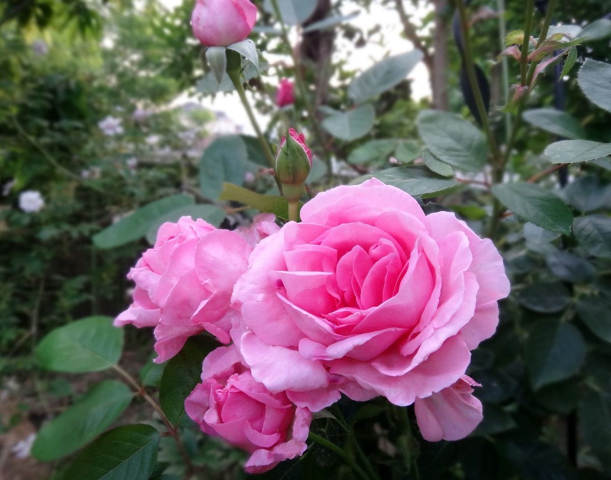 ギタ・ルネッサンス（5月撮影） 大きくて綺麗なお花を咲かせてくれる時もあれば、なん