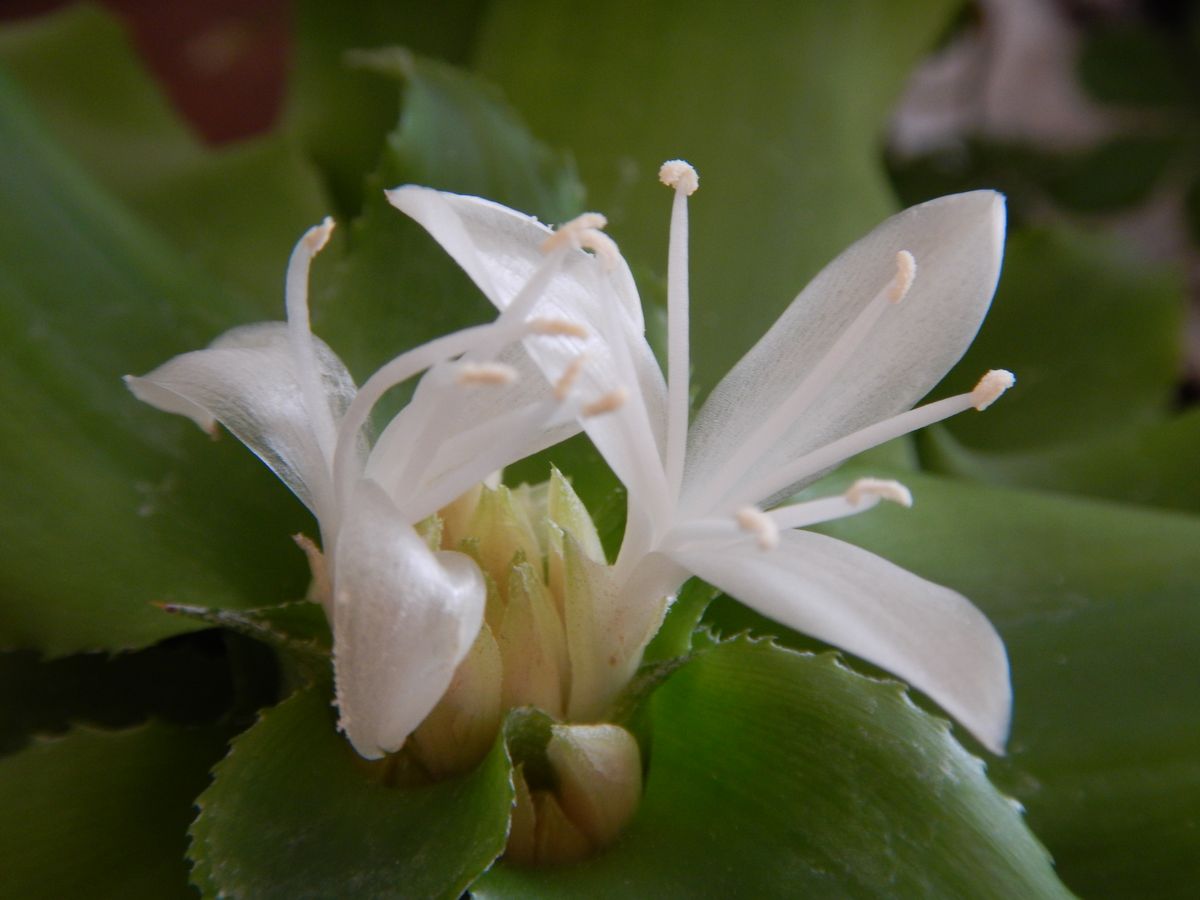 クリプタンサスの写真 by シーアズ クリプタンサス；白い可憐な花が咲きました。。