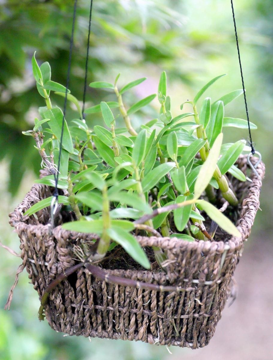 セッコク 春に高芽を「ゆりかご」へ植えました 来春ＧＷ頃には開花状況を再投稿する予