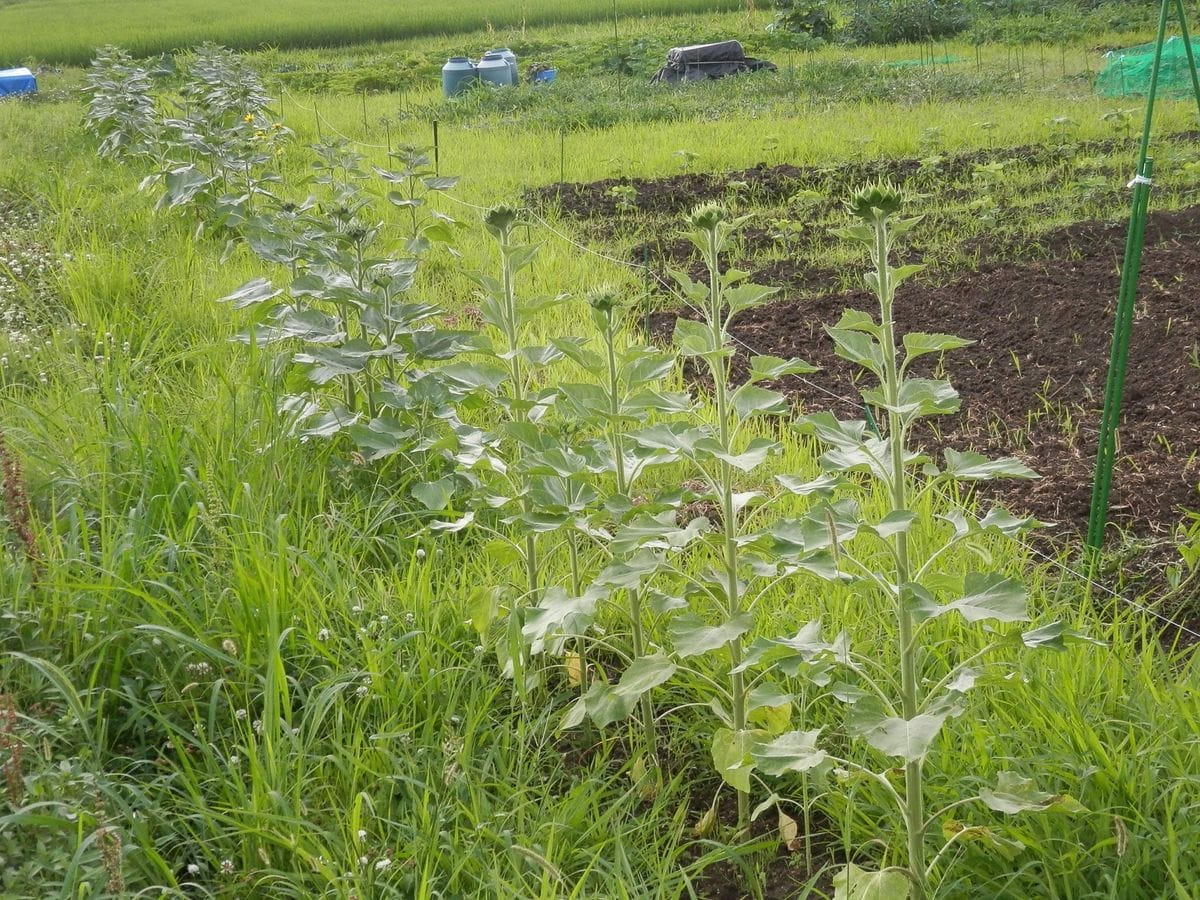 ７月１２日。 随分生長して、蕾が大きくなってきています。