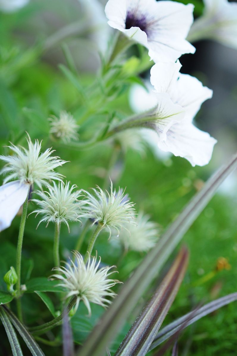 クレマチス（アラベラ）の花後