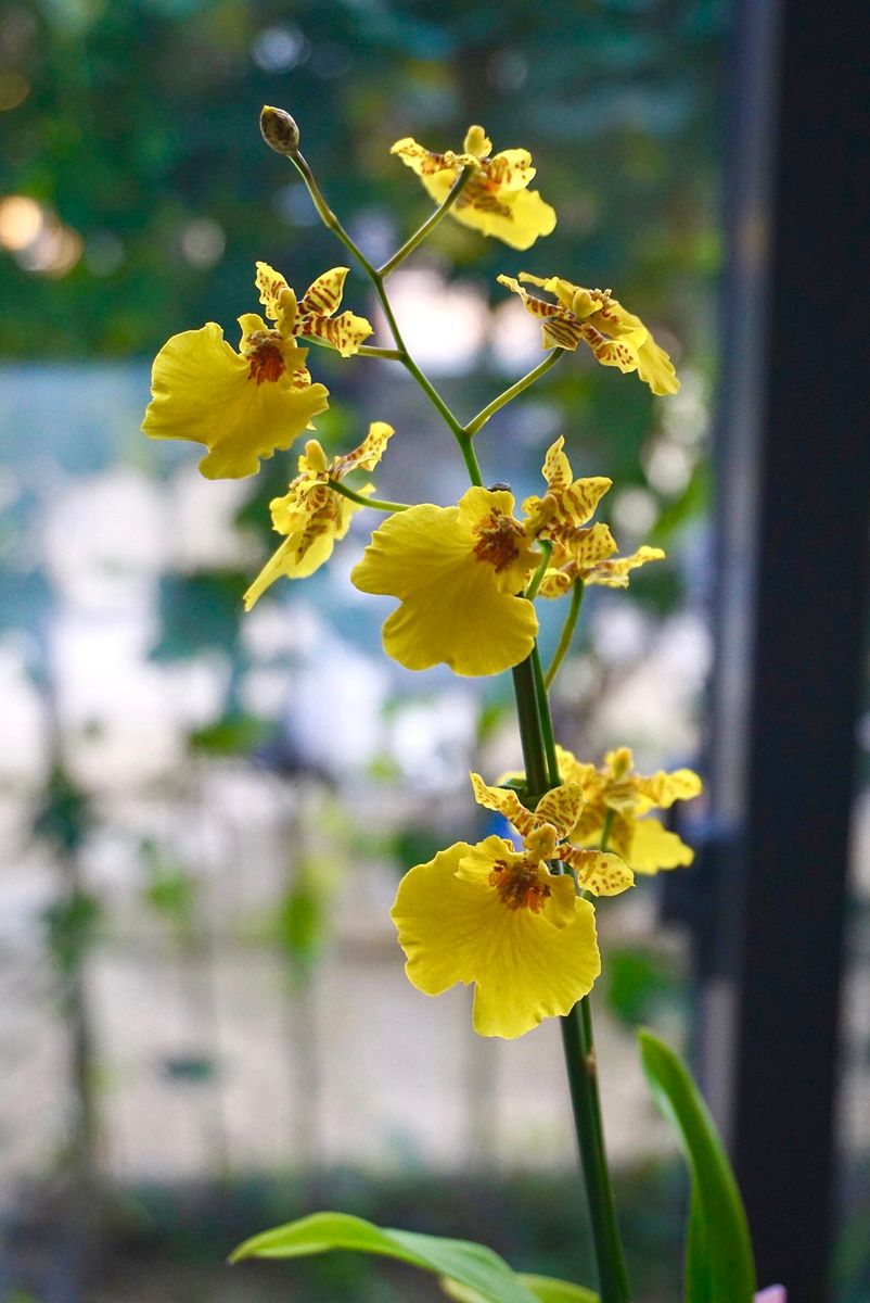 オンシジューム アロハイワナガ  小さな物ですがお花が咲きました。