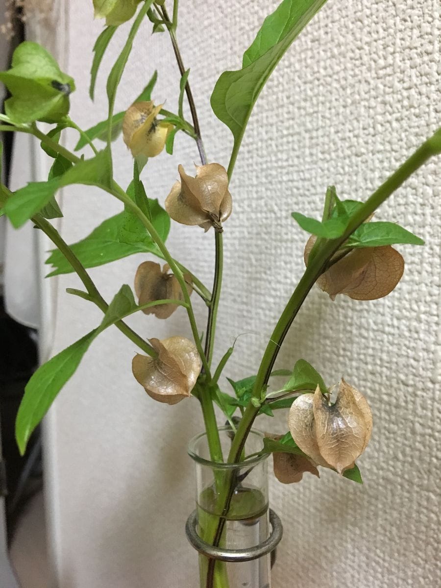 クロホオズキ  かわいいホオズキになったので 切り花にして 鑑賞