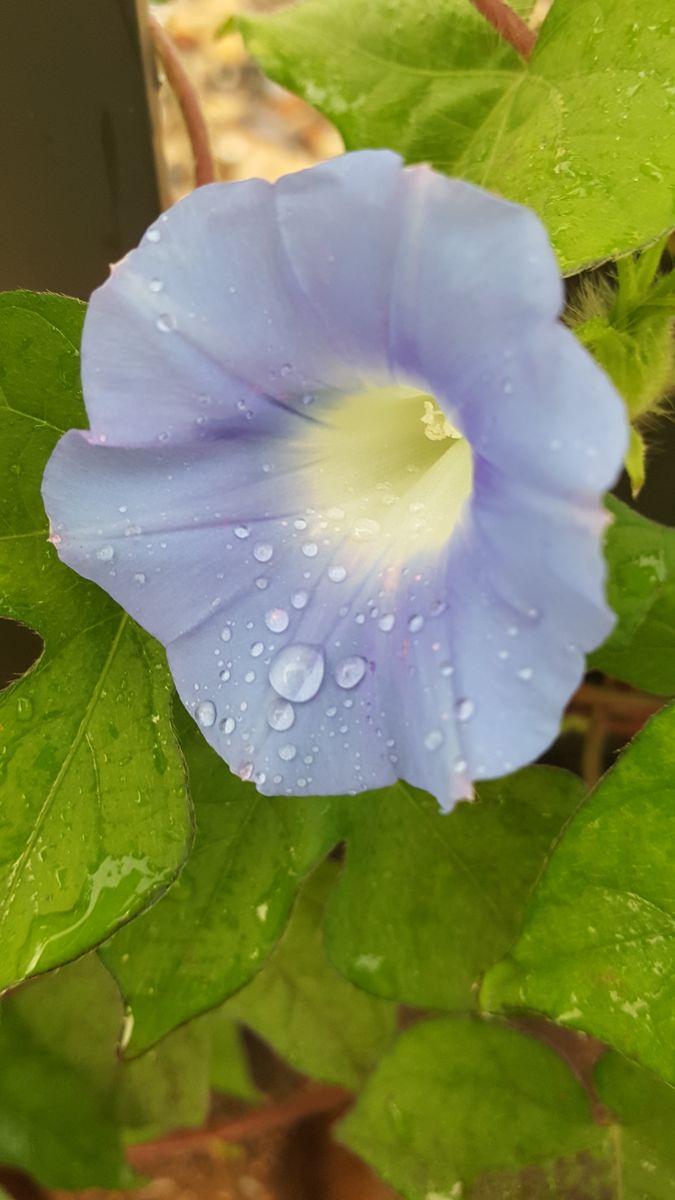 遅咲きの小さな朝顔❗ 古風なブルーの花💠朝顔はいつもこの花だけ💗  沢山の素敵な朝顔は