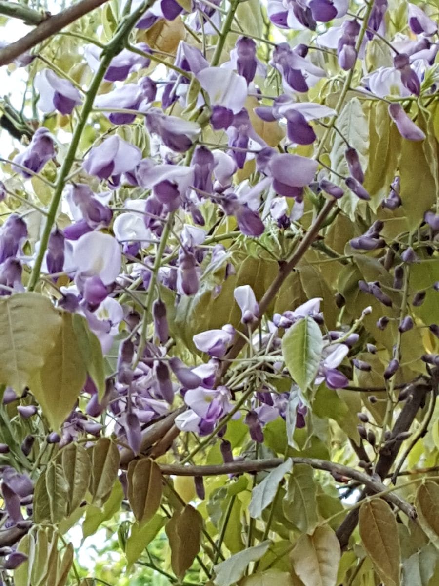 ヤマフジの藤色の花💠 素朴なヤマフジの花は静かな佇まいが似合います😆