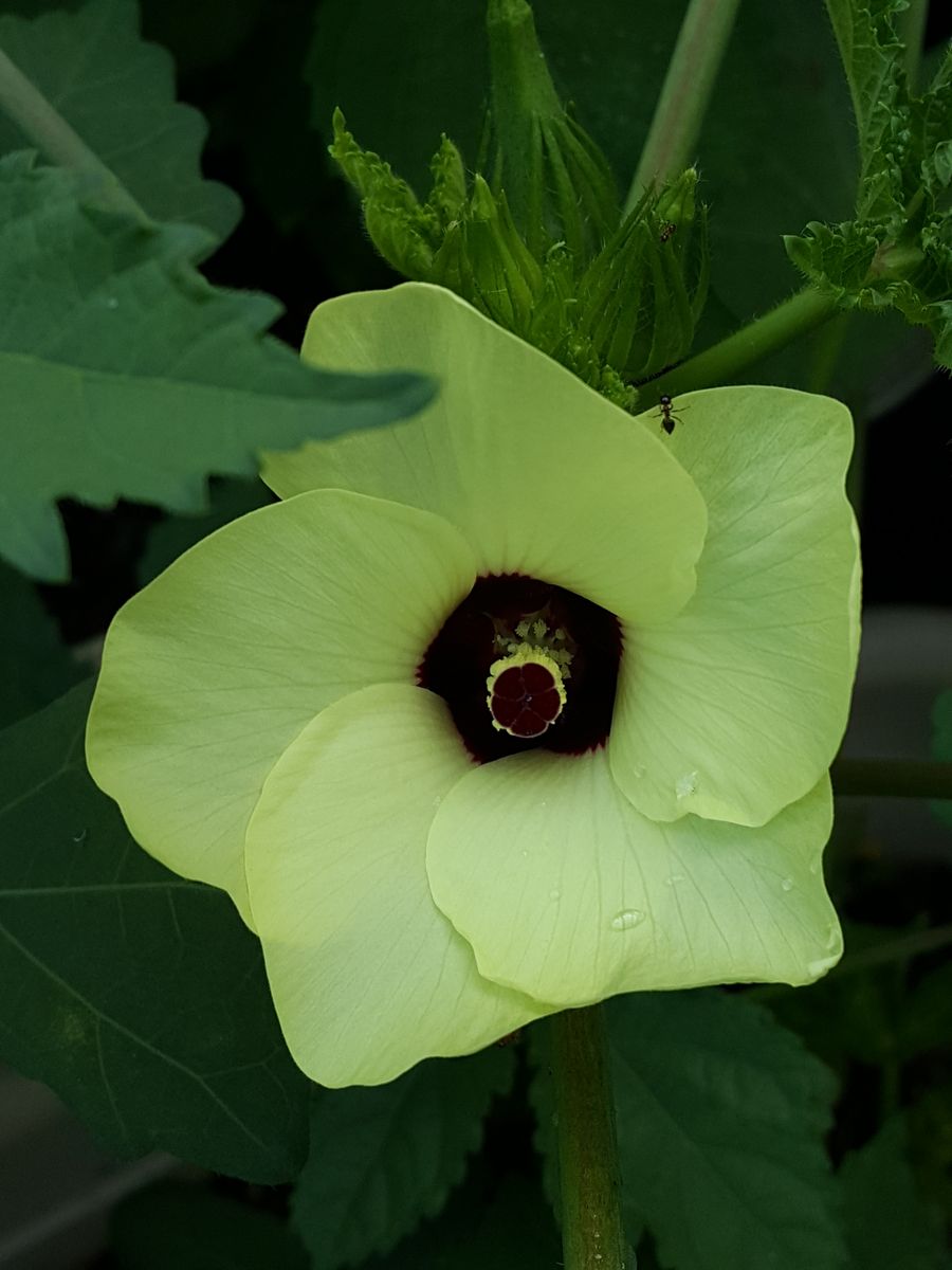 野菜の花は美しい❗オクラの花も個性的で美しいですね😂